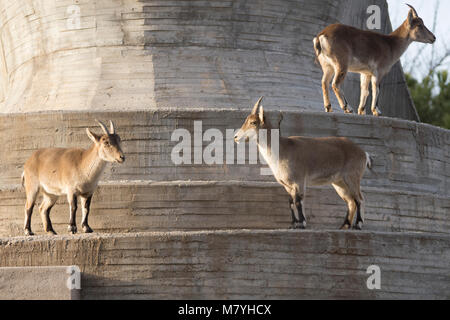 Gruppe von Capra pyrenaica Stockfoto