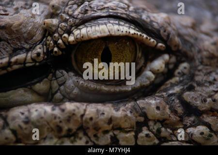 Detail aus dem Auge eines Nilkrokodil Stockfoto