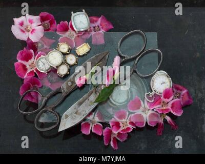 Kunst noch immer das Leben von zwei alten Black Metal Schere, Rot kleine Blumen und zahlreiche Armbanduhren auf schwarzem Hintergrund. Stockfoto