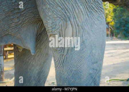 Nahaufnahme der selektiven Fokus der Elefant Euter in einem Dschungel Heiligtum in Chiang Mai, der an einem sonnigen Tag Stockfoto