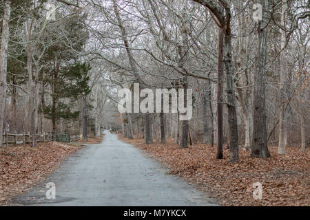 Ein Reh steht am Ende eines langen einspurige Straße in North Haven, NY Stockfoto