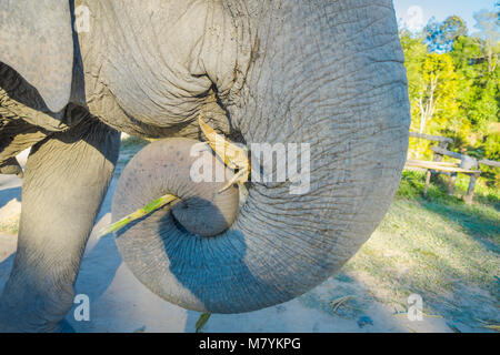 Nahaufnahme des selektiven Fokus des Elefanten Mund und Stamm eines riesigen weiblichen Elefanten essen, in einem Dschungel Heiligtum in Chiang Mai, der an einem sonnigen Tag Stockfoto