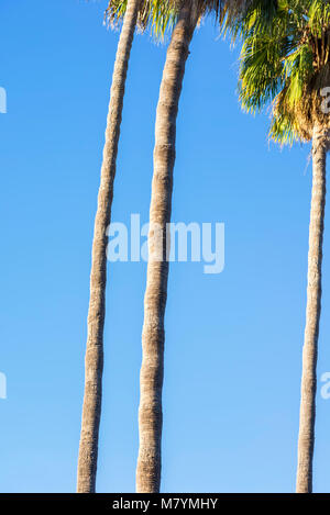 Palm-Baum-Stamm und Blätter. Stockfoto