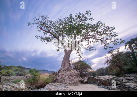 Baobab Baum am Rande der Epupa Wasserfälle Stockfoto