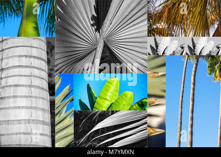 Foto Collage. Palm Tree Konzept. Stockfoto