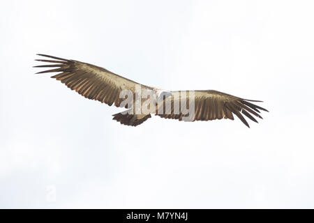 Geier fliegen in den Himmel. Stockfoto