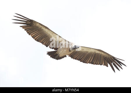 Geier fliegen in den Himmel. Stockfoto