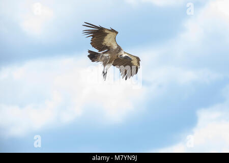 Geier fliegen in den Himmel. Stockfoto