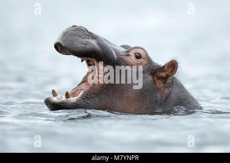 Hippo im Chobe National Park, Botswana Stockfoto