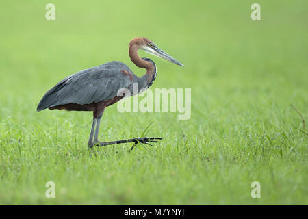 Goliath Heron nach Essen suchen Stockfoto