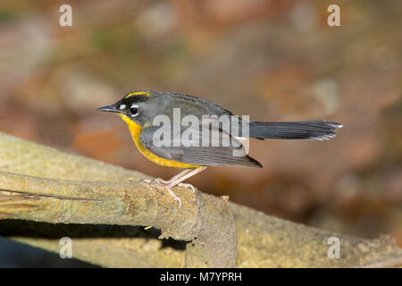 Ventilator-tailed Warbler Basileuterus lachrymosus Cerro de San Juan, in Tepic, Nayarit, Mexiko vom 1. März 2018 Nach Parulidae Stockfoto