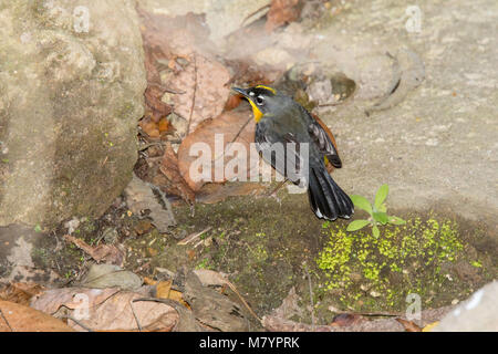 Ventilator-tailed Warbler Basileuterus lachrymosus Cerro de San Juan, in Tepic, Nayarit, Mexiko vom 1. März 2018 Nach Parulidae Stockfoto