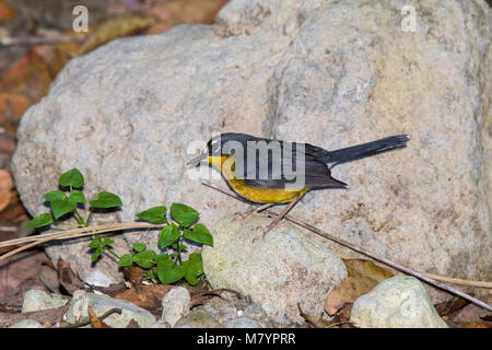 Ventilator-tailed Warbler Basileuterus lachrymosus Cerro de San Juan, in Tepic, Nayarit, Mexiko vom 1. März 2018 Nach Parulidae Stockfoto