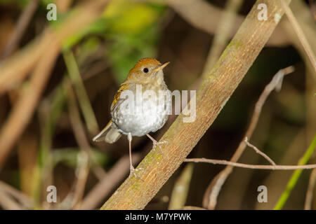 Bräunlich-capped Nightingale-Thrush Catharus frantzii Cerro de San Juan, in Tepic, Nayarit, Mexiko vom 3. März 2018 Nach Turdidae Stockfoto