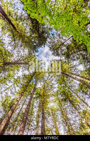 Schießen von unten nach oben auf die grüne Bäume mit Kronen am blauen Himmel mit weißen Wolken in einem hellen Frühling Stockfoto