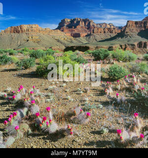 Feigenkaktus, Tonto Plateau, Grand Canyon National Park, Arizona Stockfoto