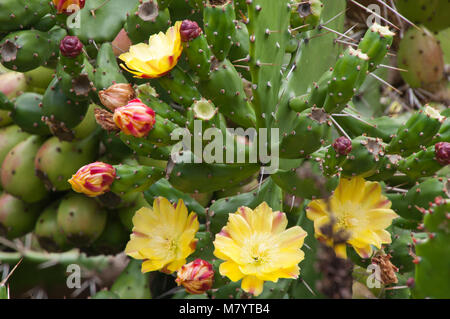 Sydney Australien, Feigenkaktus Obst und Blumen Stockfoto