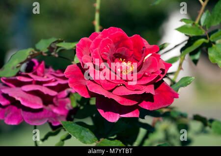 Sydney Australien, rote Rosen im Botanischen Garten Stockfoto