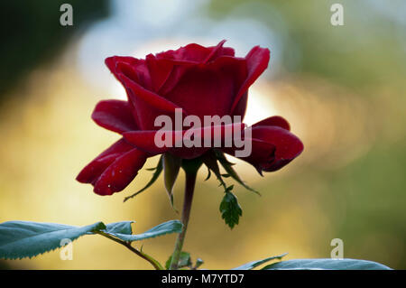 Sydney Australien, Nahaufnahme von Gallipoli 100 red rose Stockfoto