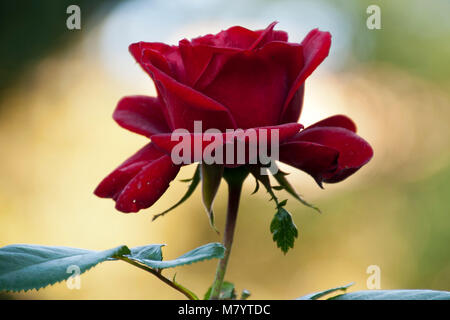 Sydney Australien, Nahaufnahme von Gallipoli 100 red rose Stockfoto