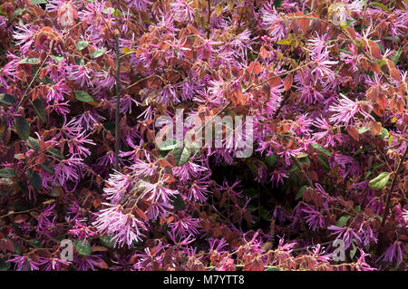 Sydney Australien, Chinesisch fringe flower Strauch Stockfoto