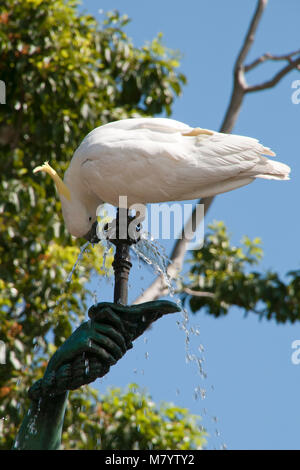 Sydney Australien, Schwefel crested cockatoo Trinkwasser aus Brunnen in einem Garten Stockfoto