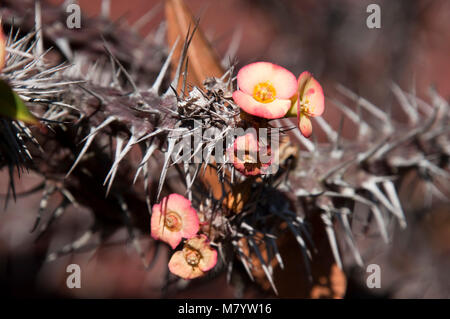 Sydney Australien, Euphorbia millii Zweig mit Blüten und Dornen in botanischen Gärten Stockfoto