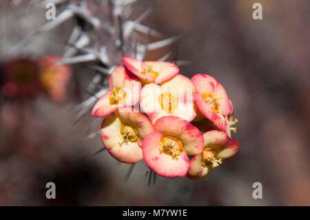 Sydney Australien, Dornenkrone Blumen im Botanischen Garten Stockfoto