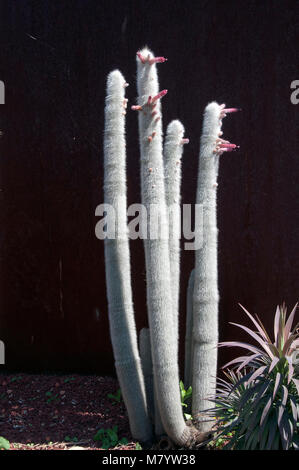 Sydney Australien Silber torch Kaktus mit Blumen Stockfoto