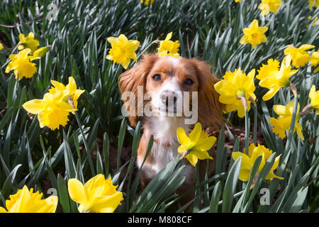 Greenwich, Großbritannien. 14. März, 2018. 11 Monate alte Cockapoo Pip sitzt in der Narzissen im Greenwich Park. Es war ein sonniger Tag in Greenwich, mit blauem Himmel und warmen Temperaturen. Rob Powell/Alamy leben Nachrichten Stockfoto