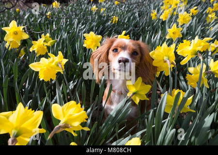 Greenwich, Großbritannien. 14. März, 2018. 11 Monate alte Cockapoo Pip sitzt in der Narzissen im Greenwich Park. Es war ein sonniger Tag in Greenwich, mit blauem Himmel und warmen Temperaturen. Rob Powell/Alamy leben Nachrichten Stockfoto