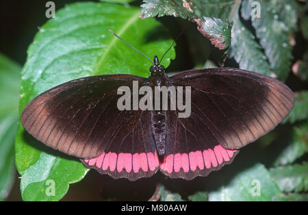 Rot-rim Schmetterling (Biblis hyperia) Nymphalidae, Brasilien Stockfoto