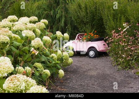 Hortensienblüten und ein Schotterweg führt zu einem Rosa aus dekorativem Kunststoff Miniatur volkswagen Pflanzmaschine mit orange Blumen im Garten. Stockfoto