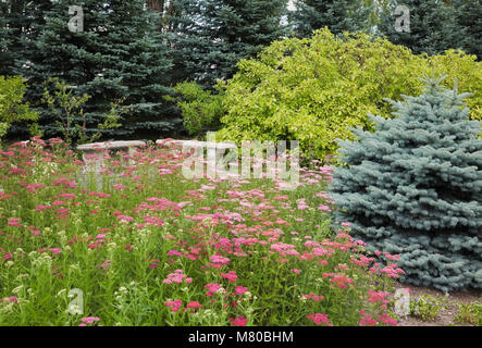 Zwei Steinbänke, die von einer HortensienHydrangea auf der rechten Seite umgeben sind Und Schafgarbe Achillea Millefolium Pink Lady mehrjährige Blüten in der Vordergrund Stockfoto