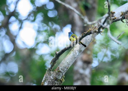 Graue Kanarische Inseln - Fliegenfänger oder Graue Schopftyrann (Culicicapa Ceylonensis) ist eine Pflanzenart aus der Gattung der kleinen Schopftyrann - wie Vogel im tropischen Asien gefunden Stockfoto