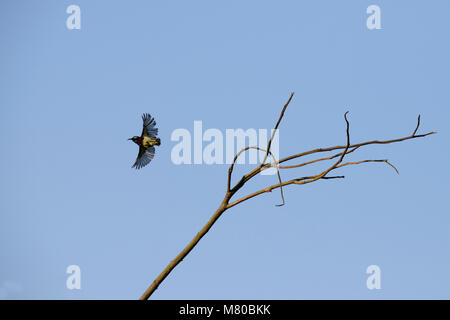 Schönen sunbird Vogel, männlich Purpur Sunbird (Cinnyris asiatica) fliegen am blauen Himmel, Stockfoto