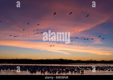 Schnee Gänse, (Chen caerulsecens), Bosque Del Apache National Wildlife Refuge, New Mexico, USA. Stockfoto