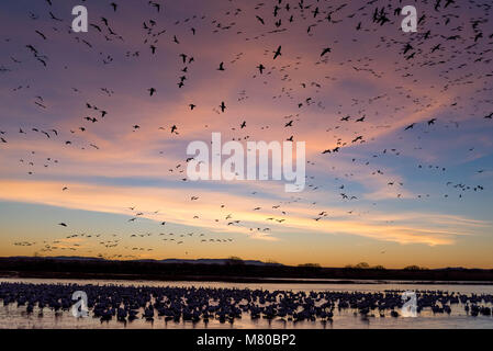 Schnee Gänse, (Chen caerulsecens), Bosque Del Apache National Wildlife Refuge, New Mexico, USA. Stockfoto