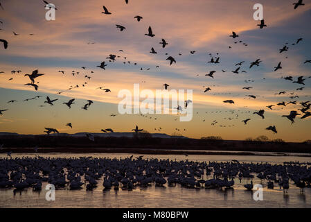 Schnee Gänse, (Chen caerulsecens), Bosque Del Apache National Wildlife Refuge, New Mexico, USA. Stockfoto