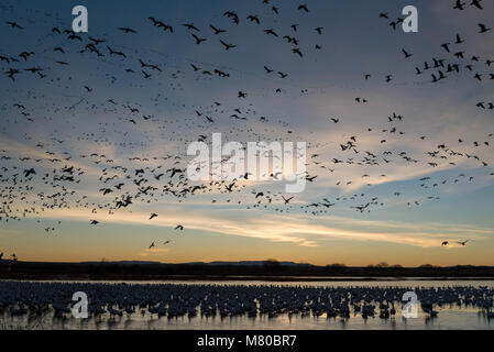 Schnee Gänse, (Chen caerulsecens), Bosque Del Apache National Wildlife Refuge, New Mexico, USA. Stockfoto