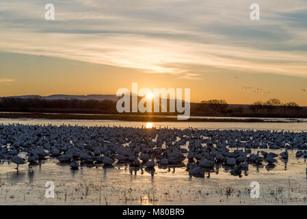 Schnee Gänse, (Chen caerulsecens), Bosque Del Apache National Wildlife Refuge, New Mexico, USA. Stockfoto