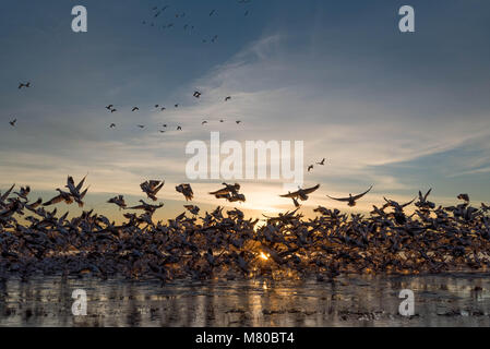 Schnee Gänse, (Chen caerulsecens), Bosque Del Apache National Wildlife Refuge, New Mexico, USA. Stockfoto