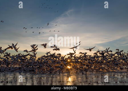 Schnee Gänse, (Chen caerulsecens), Bosque Del Apache National Wildlife Refuge, New Mexico, USA. Stockfoto