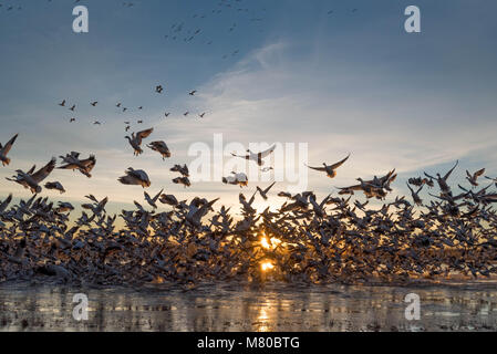 Schnee Gänse, (Chen caerulsecens), Bosque Del Apache National Wildlife Refuge, New Mexico, USA. Stockfoto