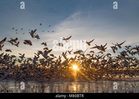 Schnee Gänse, (Chen caerulsecens), Bosque Del Apache National Wildlife Refuge, New Mexico, USA. Stockfoto