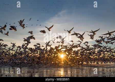 Schnee Gänse, (Chen caerulsecens), Bosque Del Apache National Wildlife Refuge, New Mexico, USA. Stockfoto