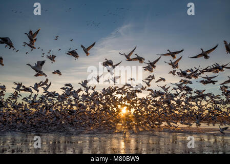 Schnee Gänse, (Chen caerulsecens), Bosque Del Apache National Wildlife Refuge, New Mexico, USA. Stockfoto