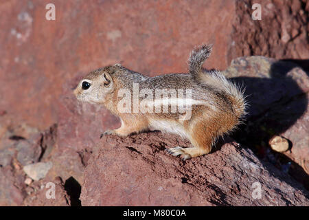 White Tailed Antilope Eichhörnchen (Ammospermophilus leucurus) auf einem Felsen in der Wüste von Nevada am See Mead State Park in Nevada, USA. Stockfoto