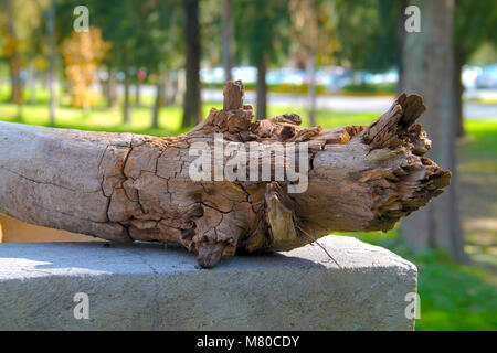 Baum im Wald Stockfoto