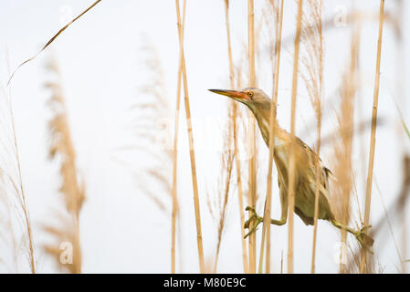 Wenig Rohrdommel saß zwischen Schilf an der Laguna des l'Alfacada, unter Aufsicht von Monnatura Delta im Parc Natural del Delta de l'Ebre Stockfoto